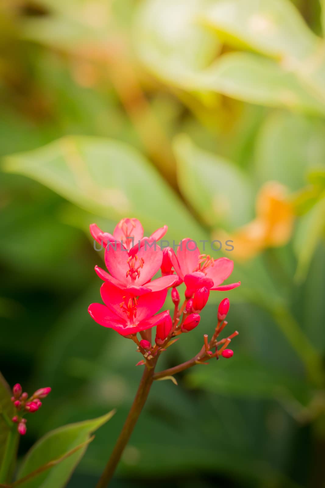 The background image of the colorful flowers, background nature