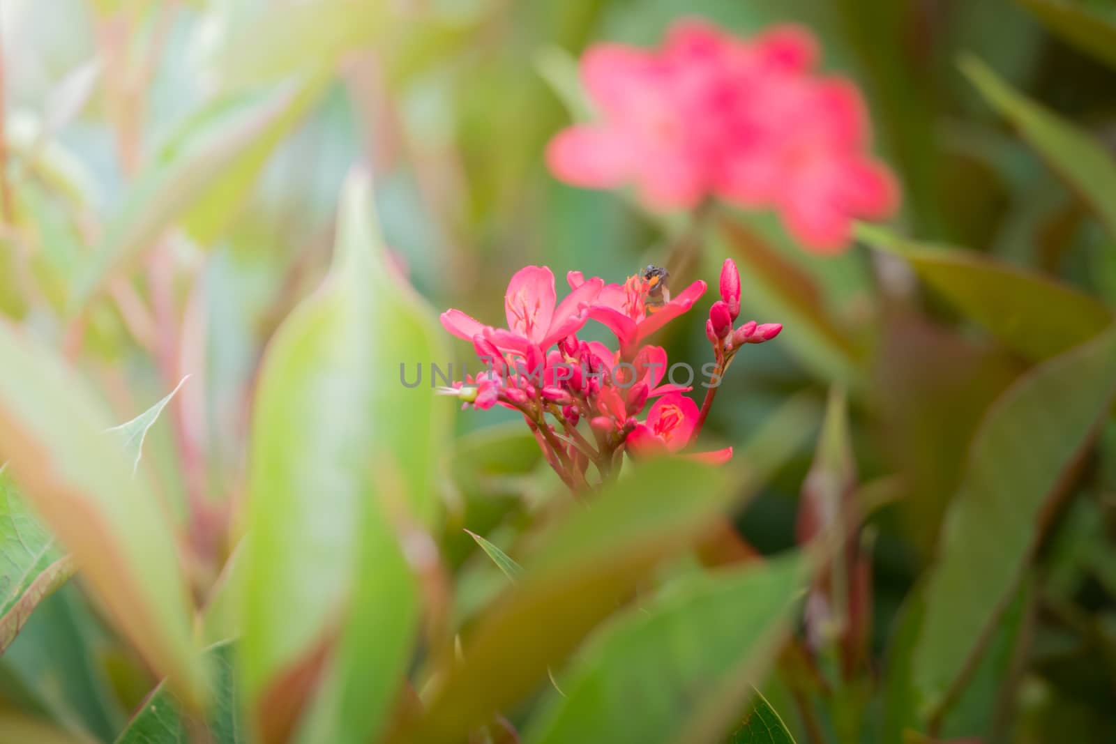 The background image of the colorful flowers, background nature