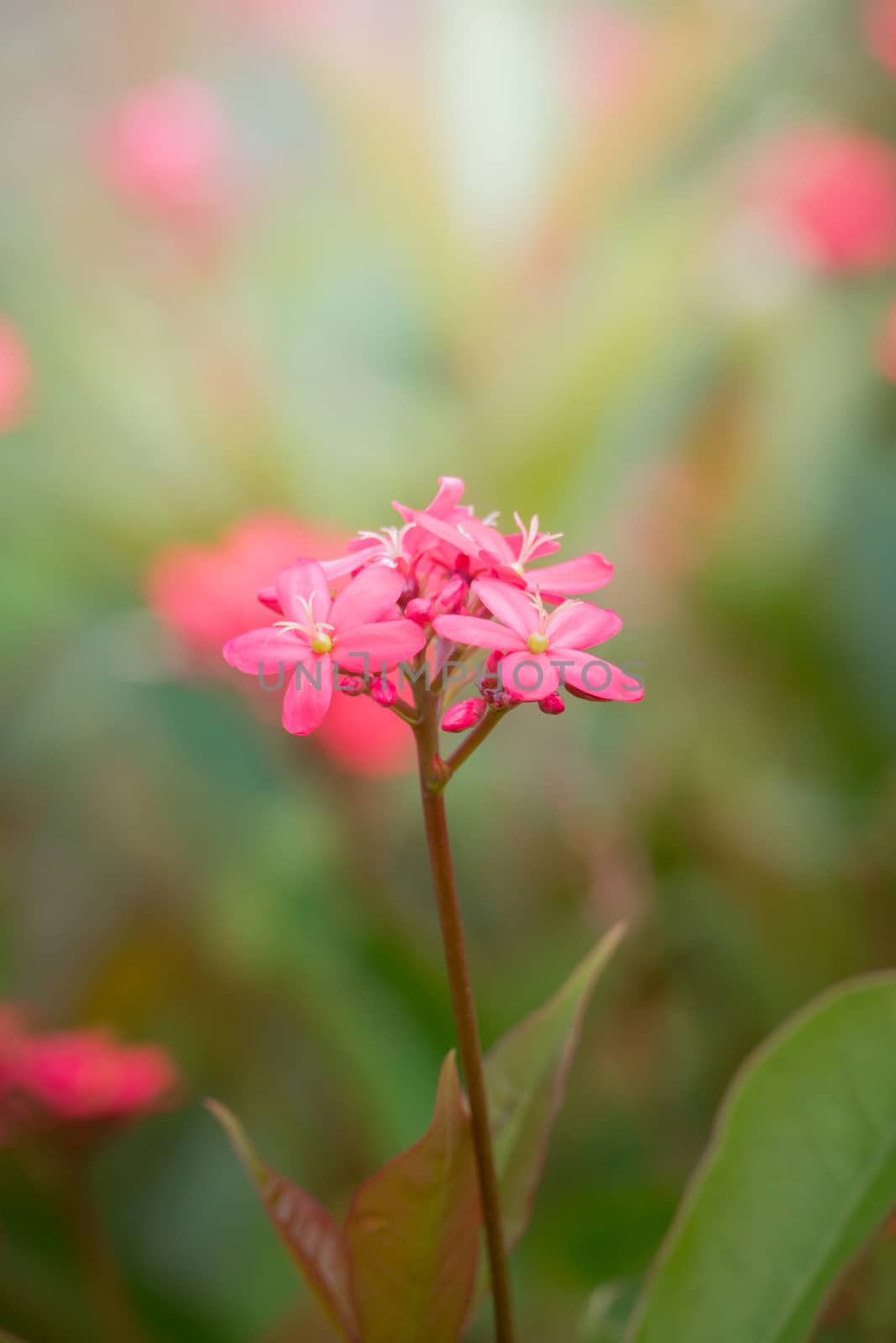 The background image of the colorful flowers, background nature