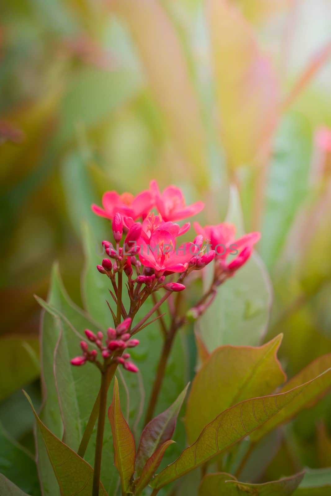 The background image of the colorful flowers, background nature