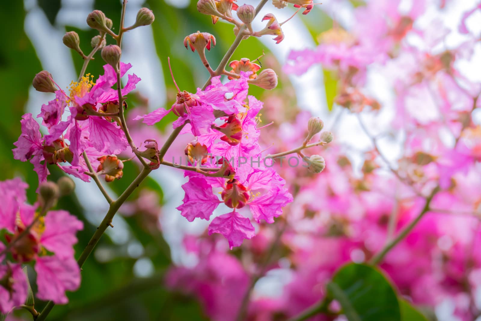 The background image of the colorful flowers, background nature