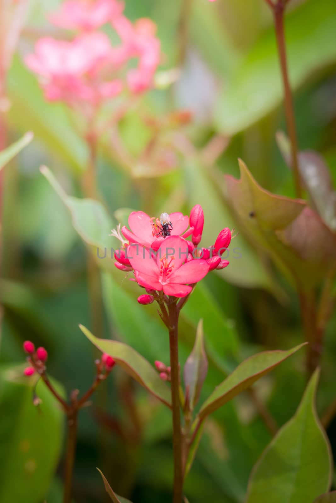 The background image of the colorful flowers, background nature