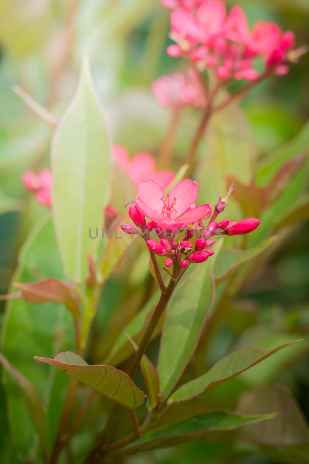 The background image of the colorful flowers, background nature