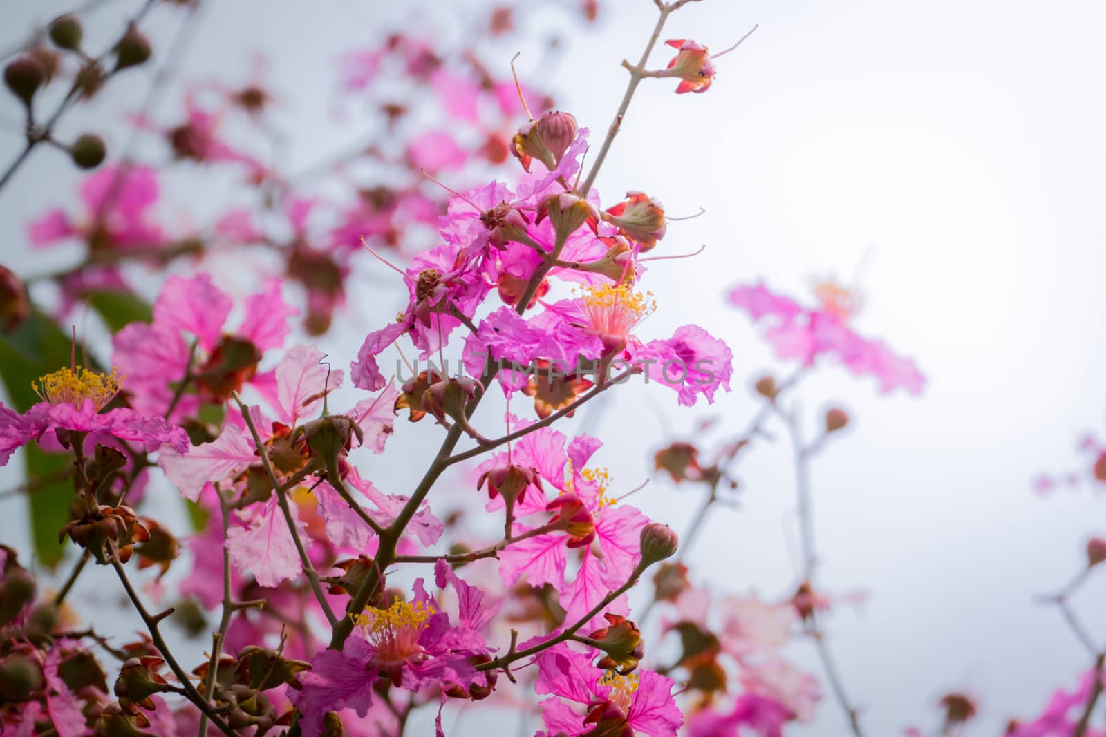 The background image of the colorful flowers, background nature