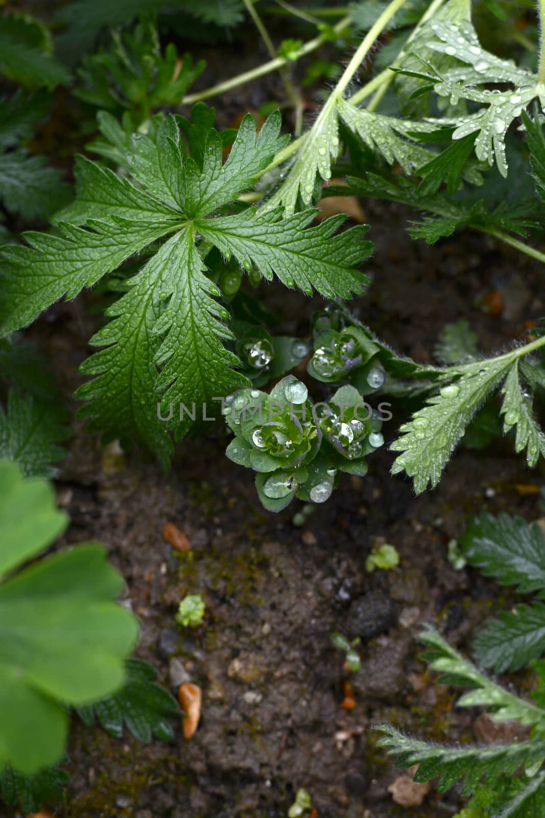 Rain drops gather on foliage of sedum, surrounded by wet green potentilla leaves
