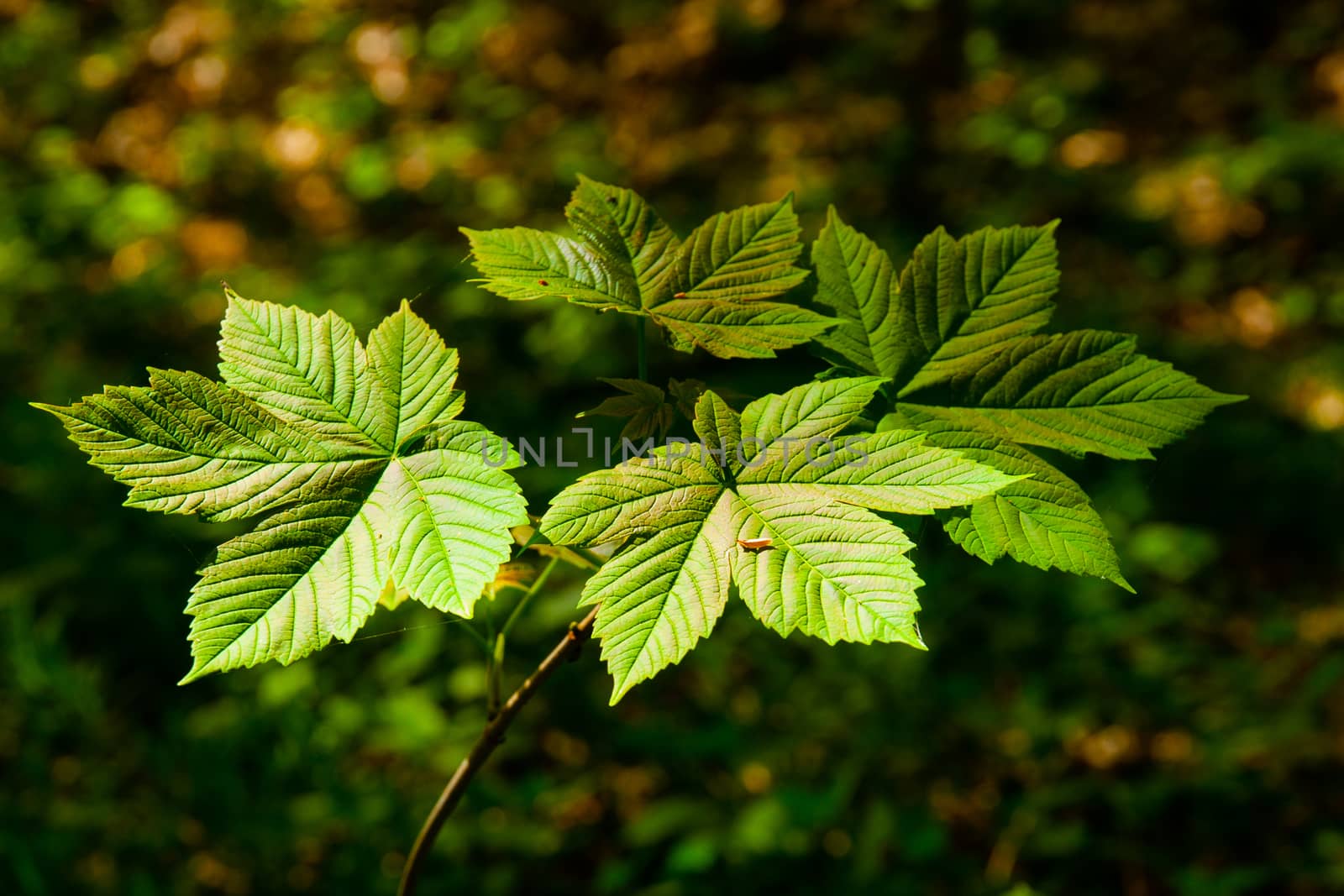 Group of maple leafs illuminated by sun in the dark forest.