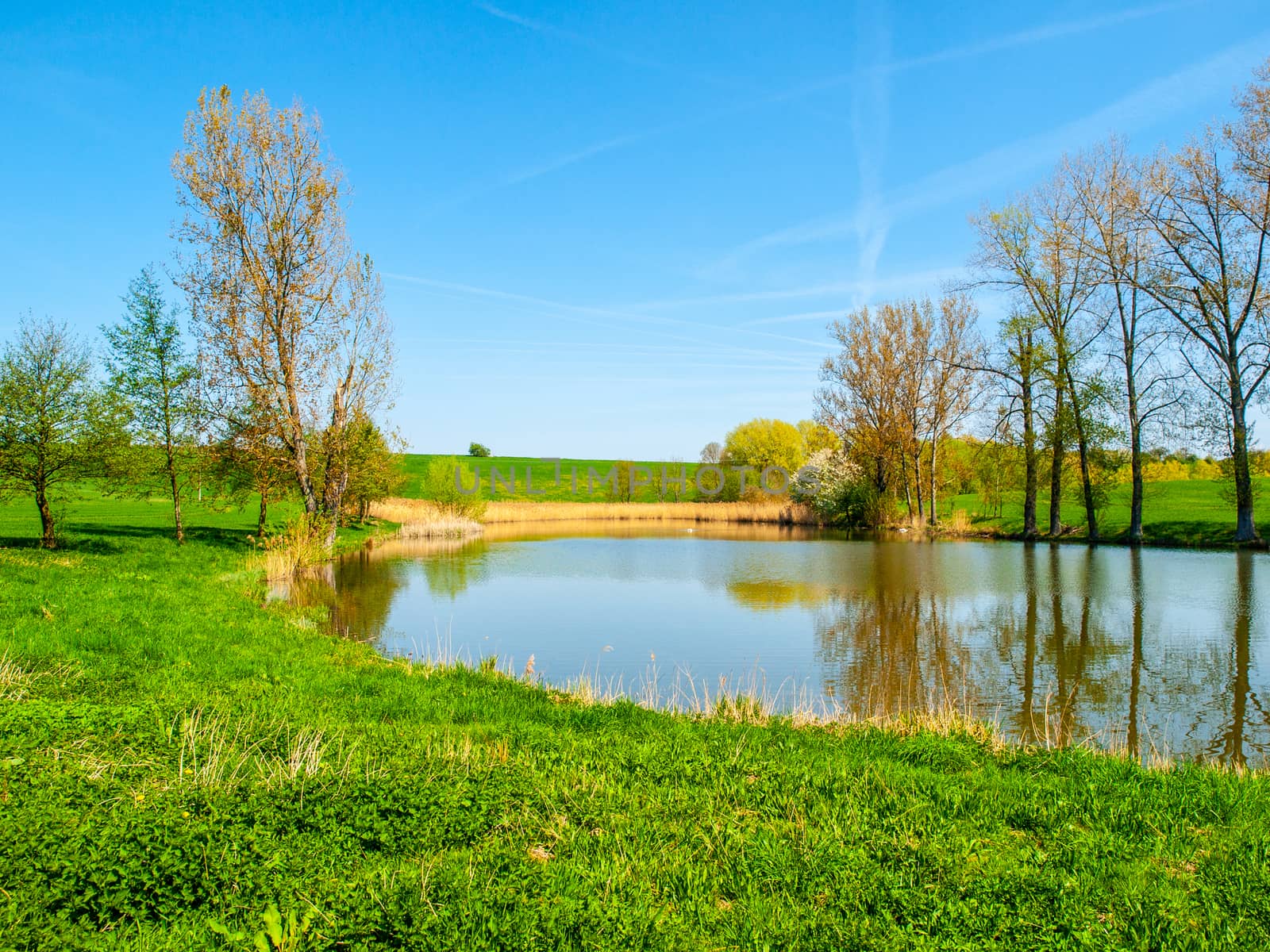 Small pond with row of trees in the middle of green rural landscape on sunny summer day.