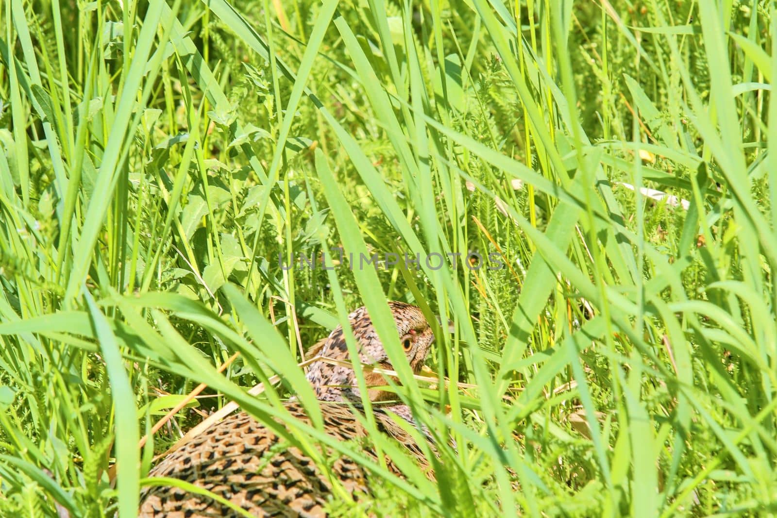 Female Common Pheasant sitting in its nest in grass by roman_nerud