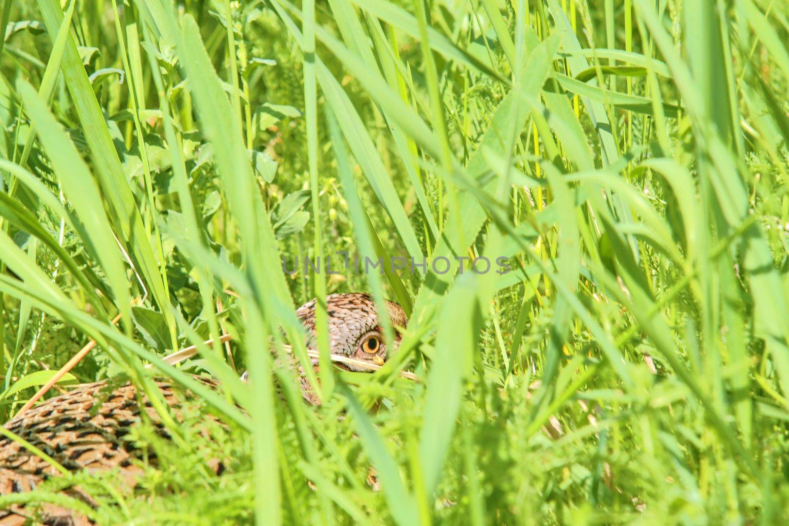Female Common Pheasant sitting in its nest in grass. 