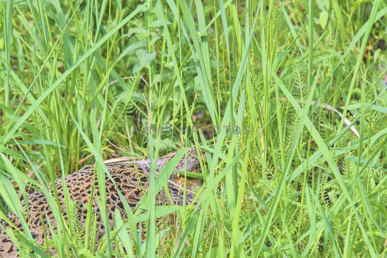 Female Common Pheasant sitting in its nest in grass. Pheasant female nesting in high grass.