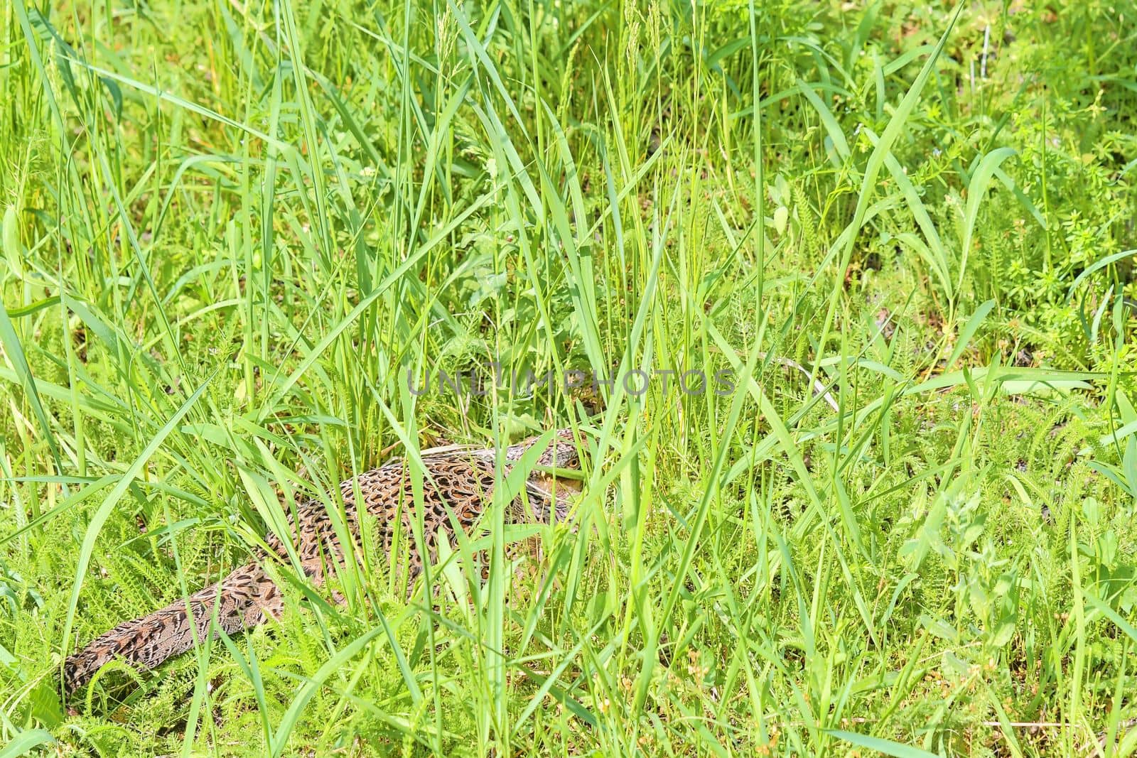 Female Common Pheasant sitting in its nest in grass. 