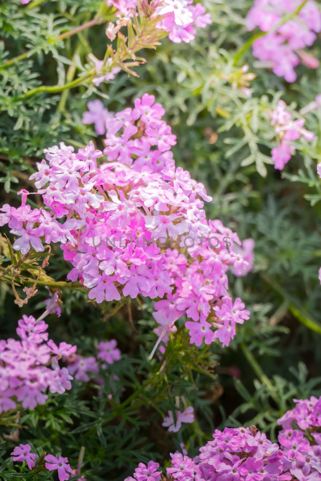 The background image of the colorful flowers, background nature