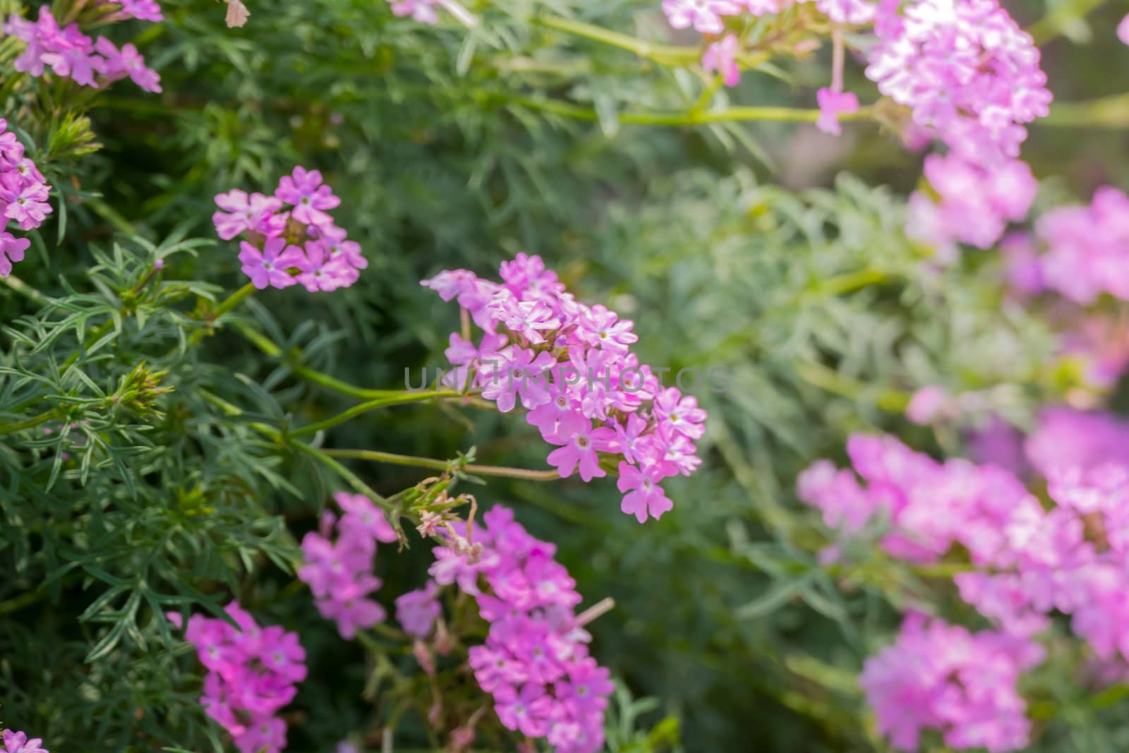 The background image of the colorful flowers by teerawit