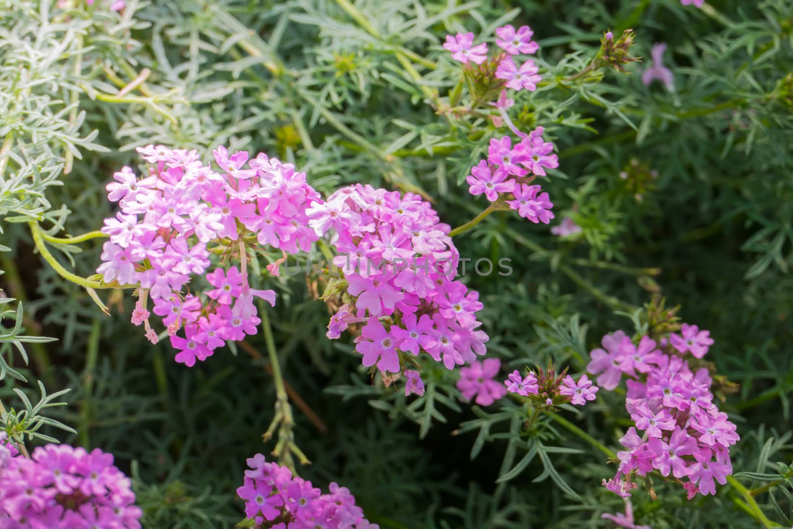 The background image of the colorful flowers by teerawit