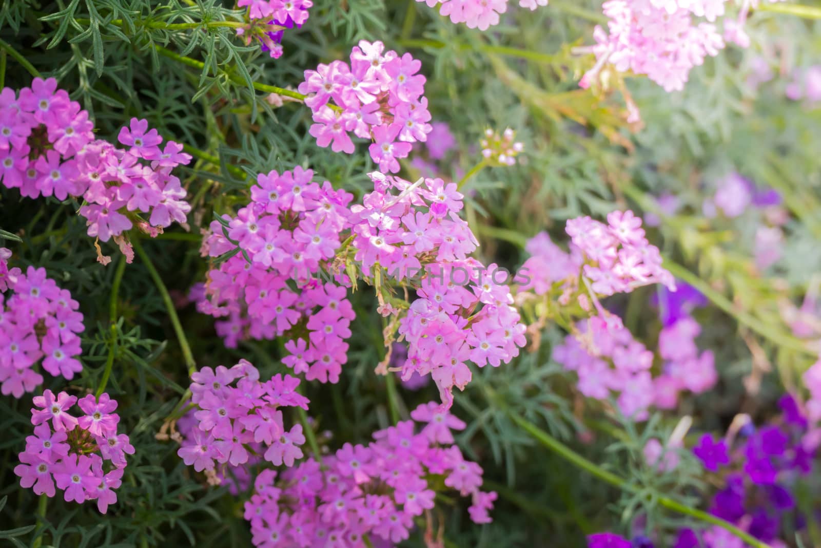 The background image of the colorful flowers, background nature