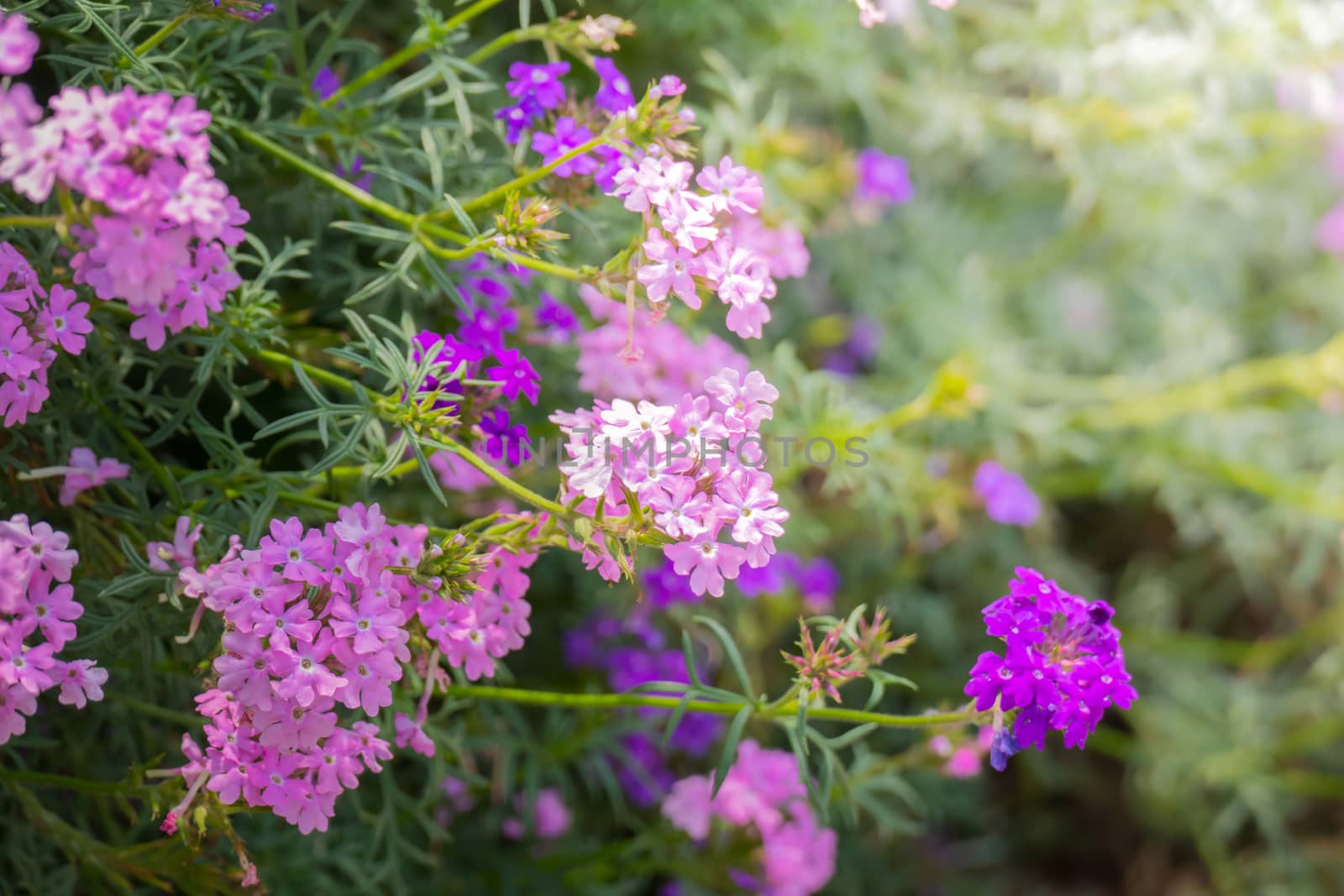 The background image of the colorful flowers by teerawit