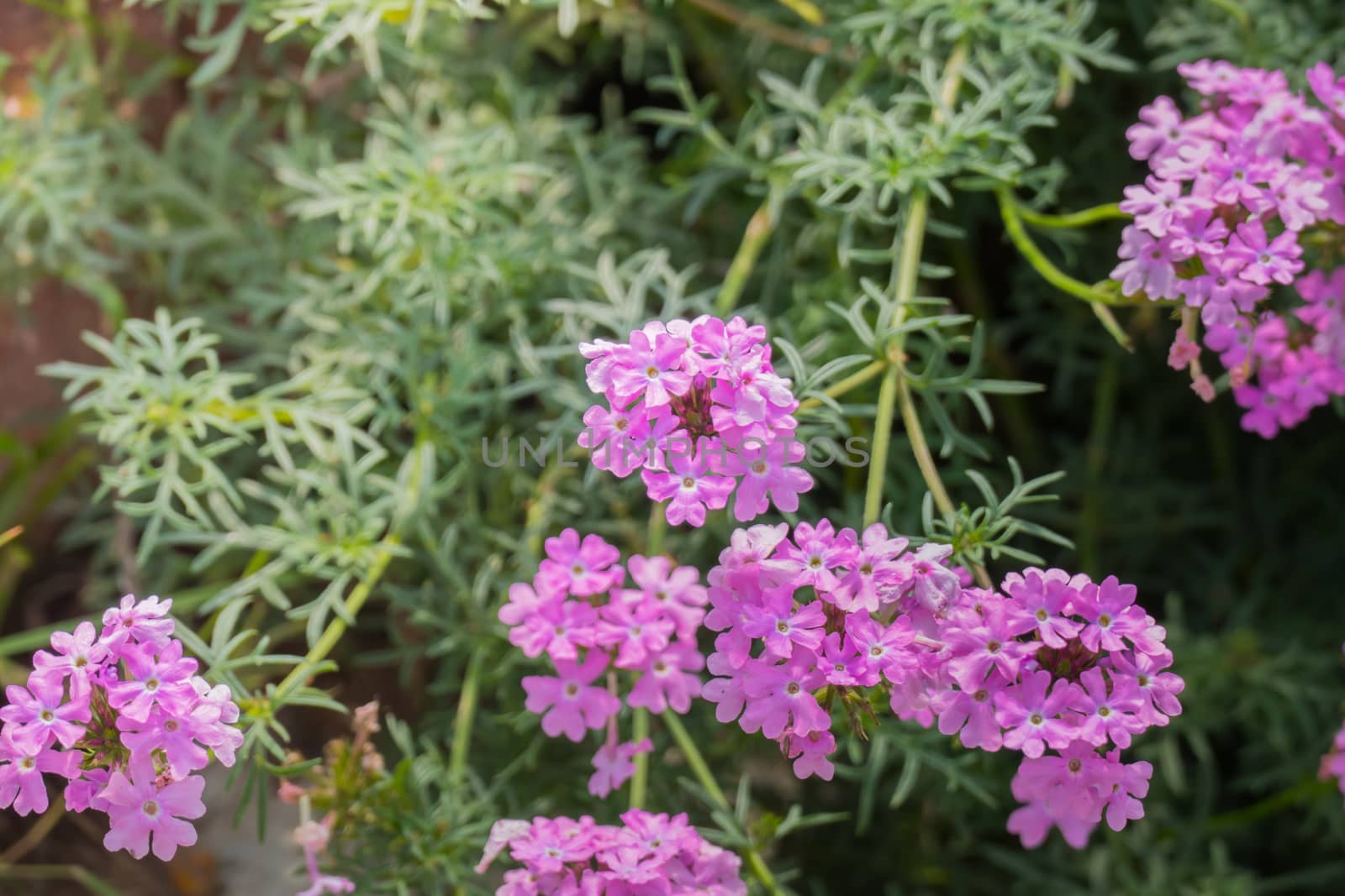 The background image of the colorful flowers, background nature