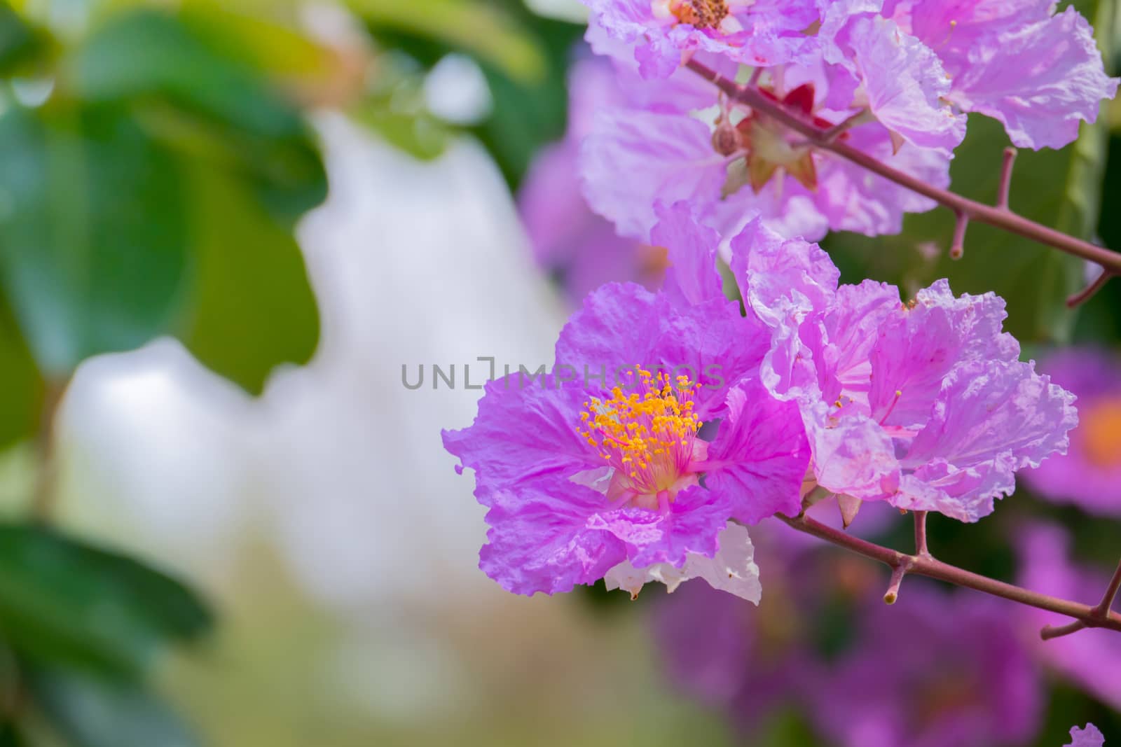 The background image of the colorful flowers by teerawit