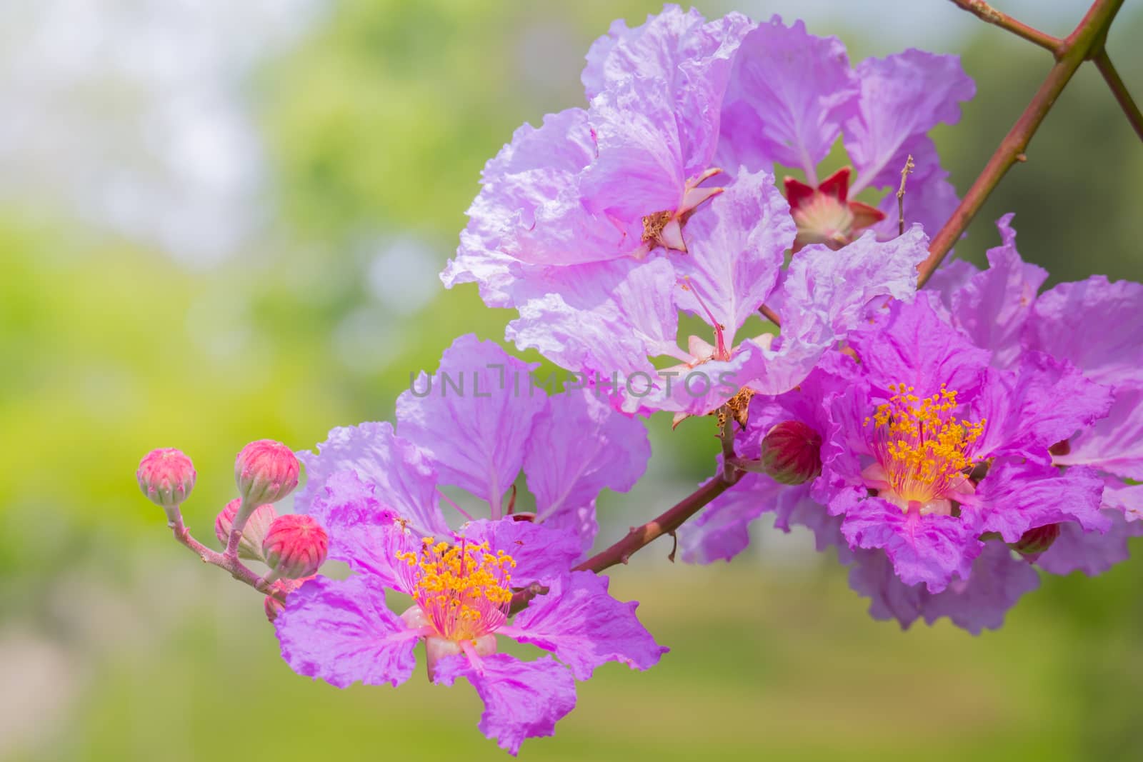 The background image of the colorful flowers by teerawit