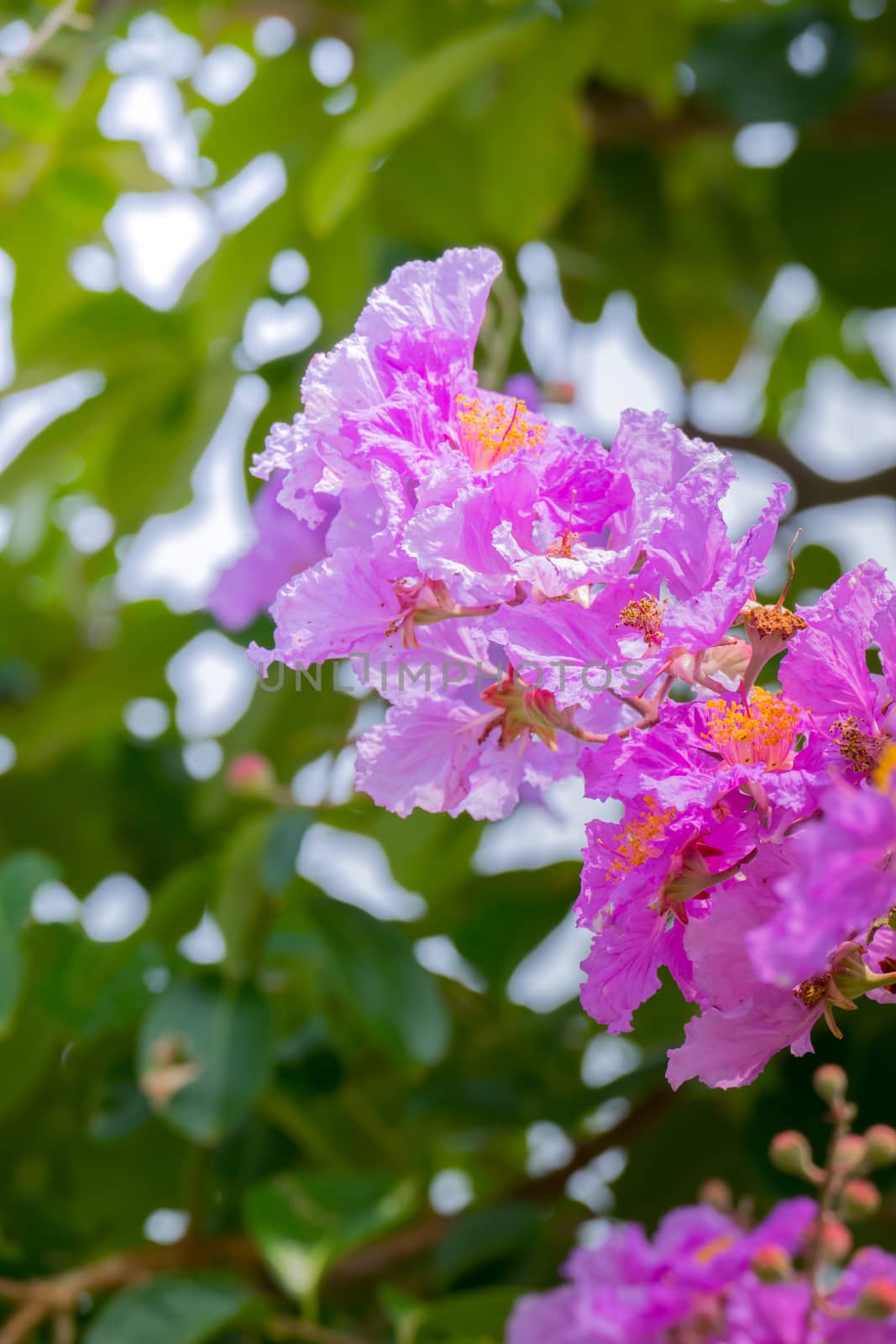 The background image of the colorful flowers by teerawit