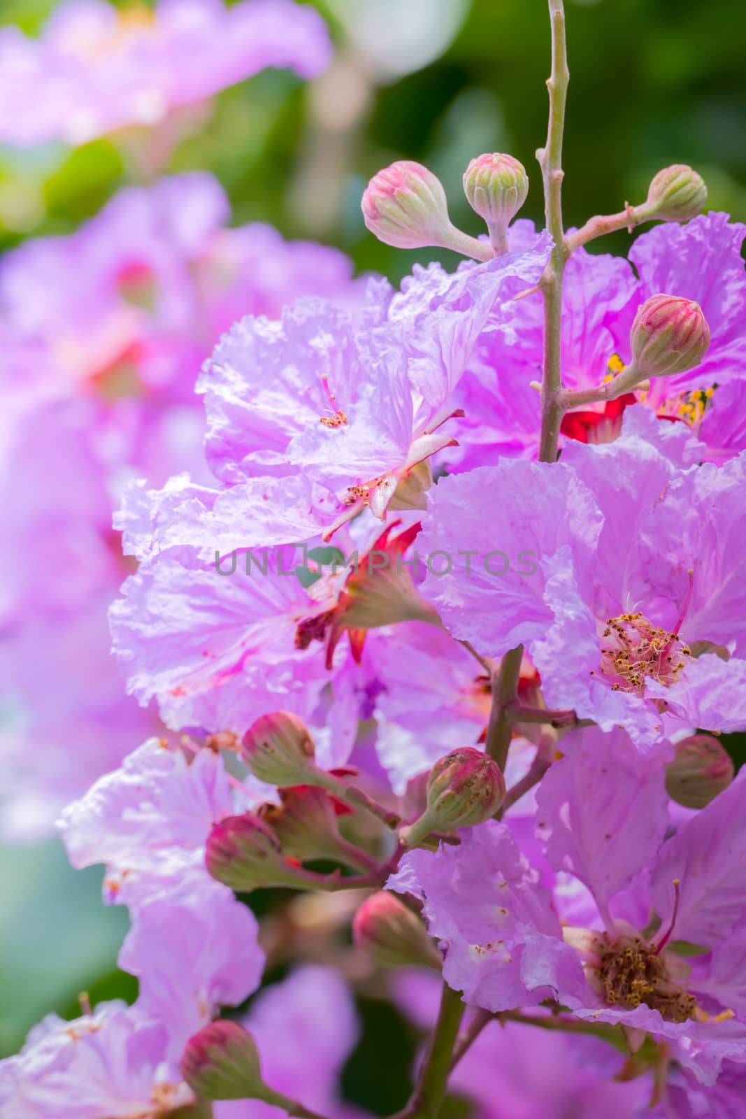 The background image of the colorful flowers by teerawit