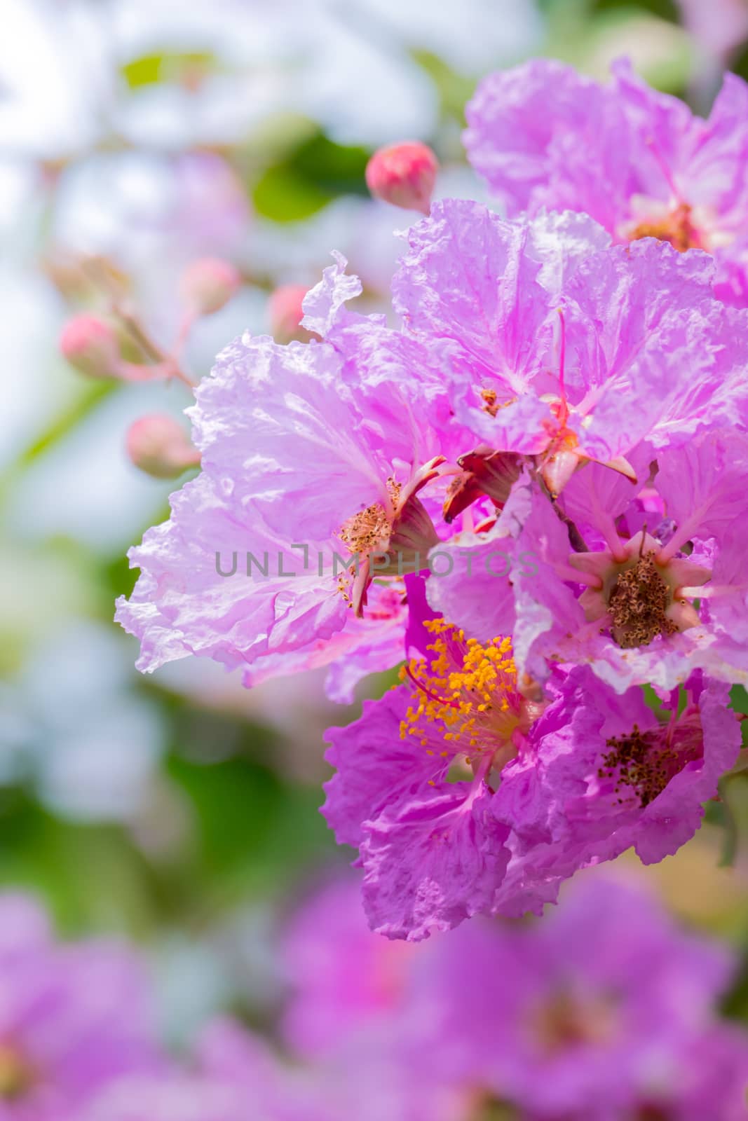 The background image of the colorful flowers by teerawit