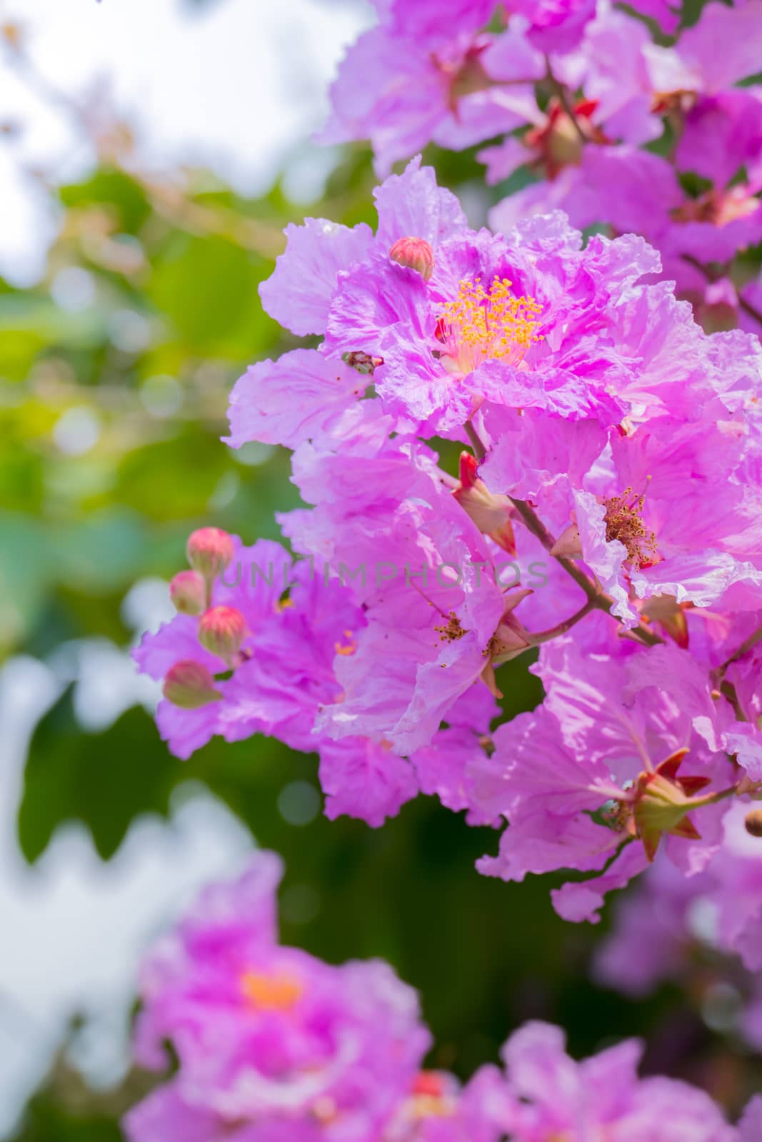 The background image of the colorful flowers by teerawit