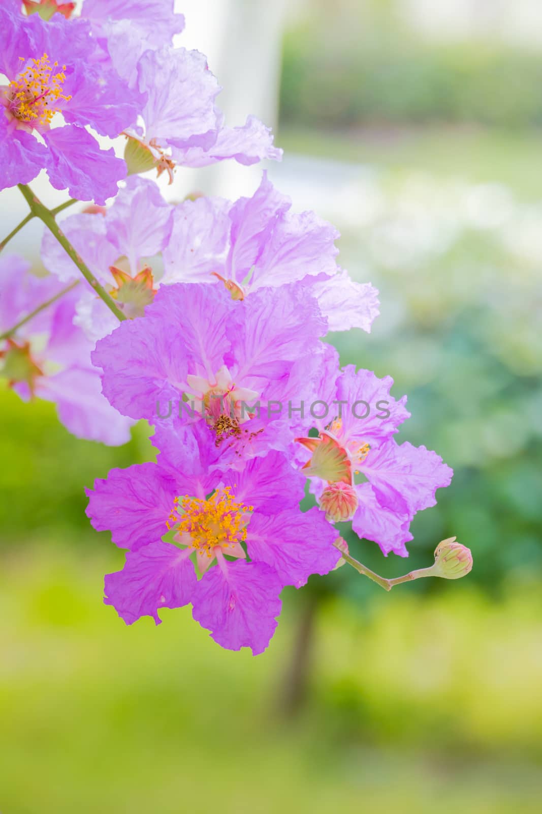 The background image of the colorful flowers, background nature