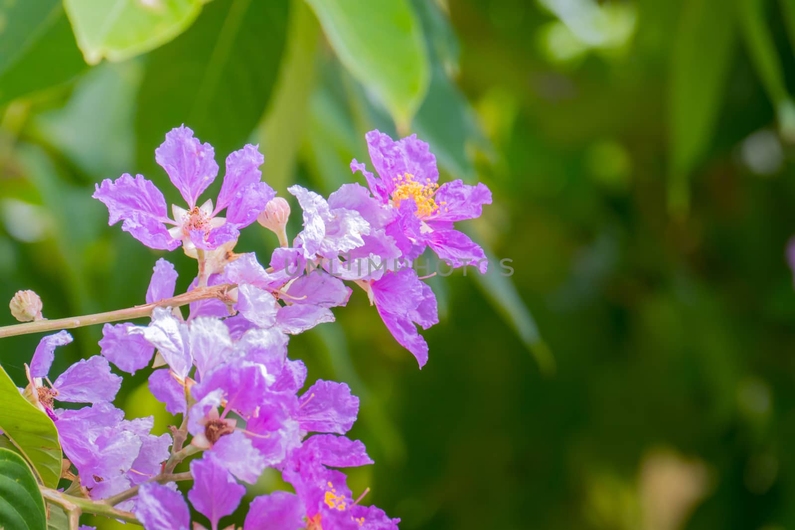 The background image of the colorful flowers by teerawit