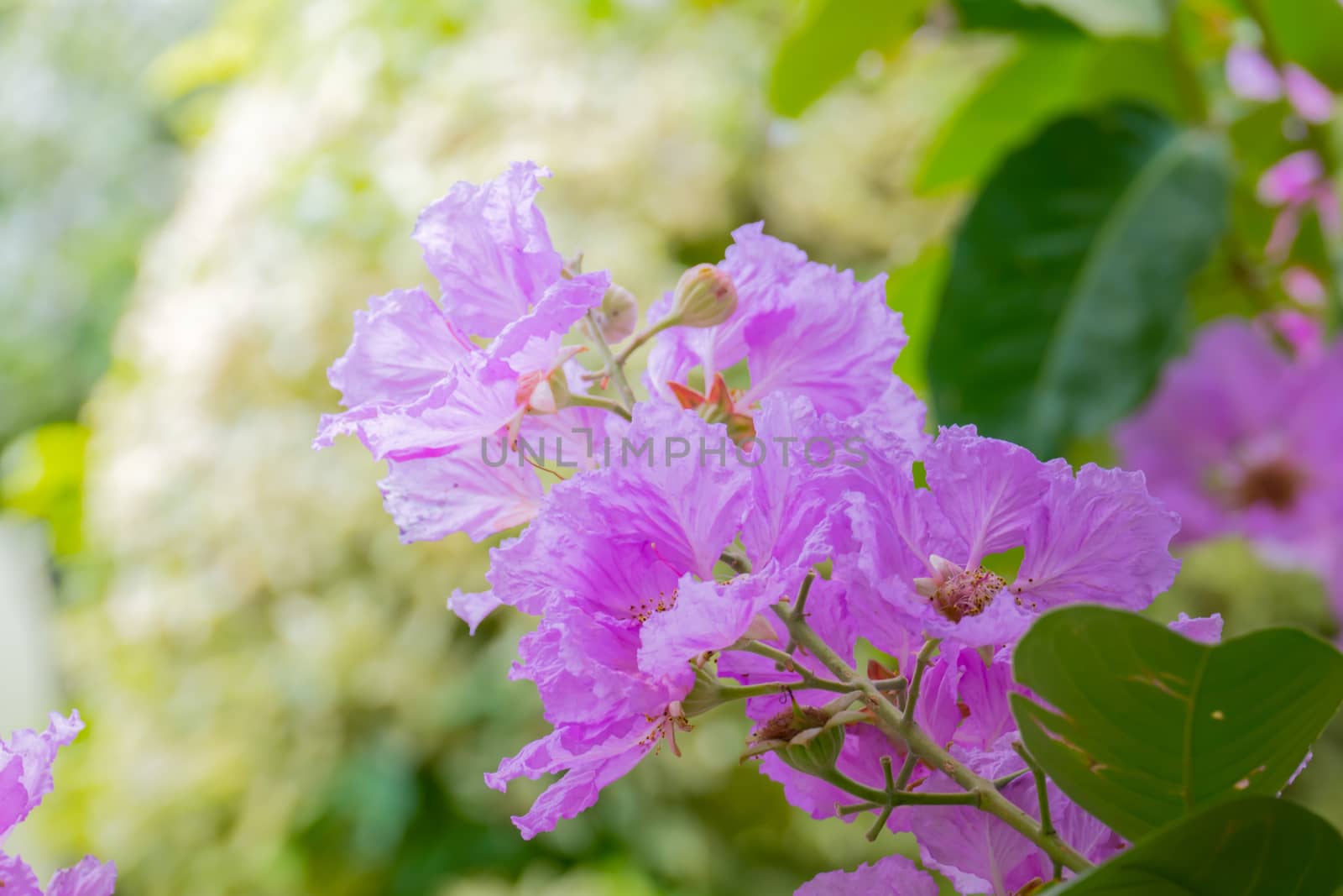 The background image of the colorful flowers by teerawit