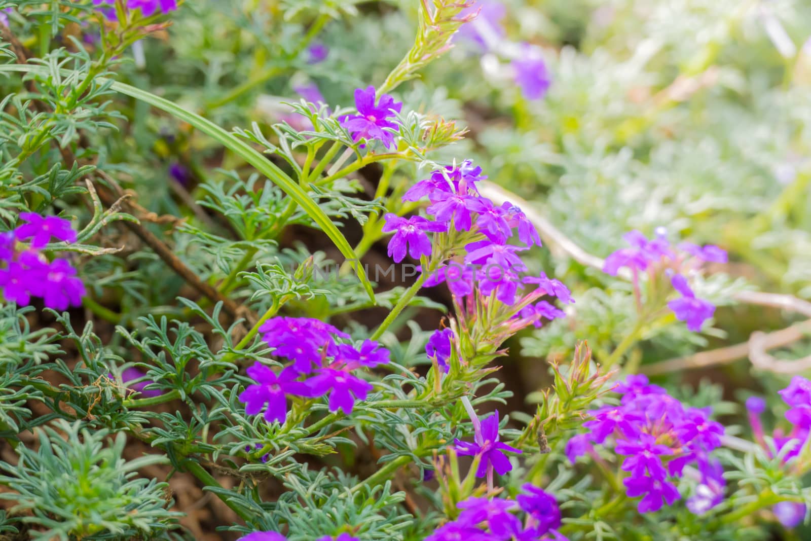 The background image of the colorful flowers by teerawit