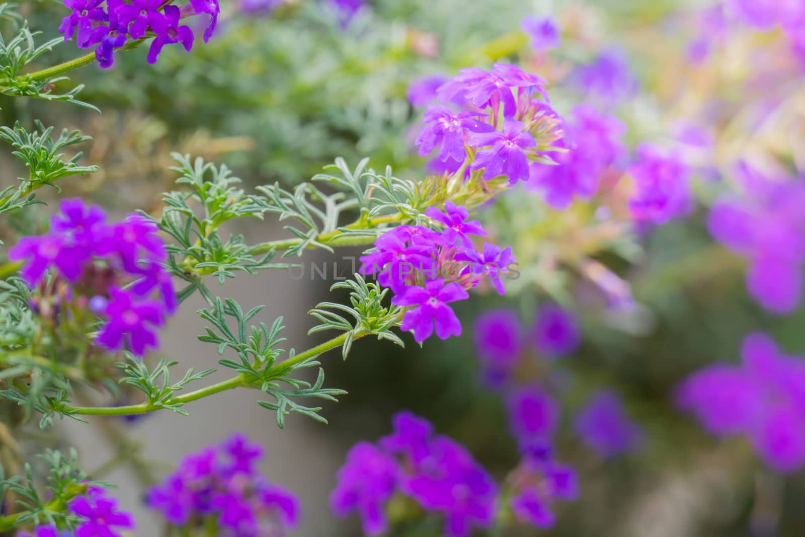 The background image of the colorful flowers by teerawit