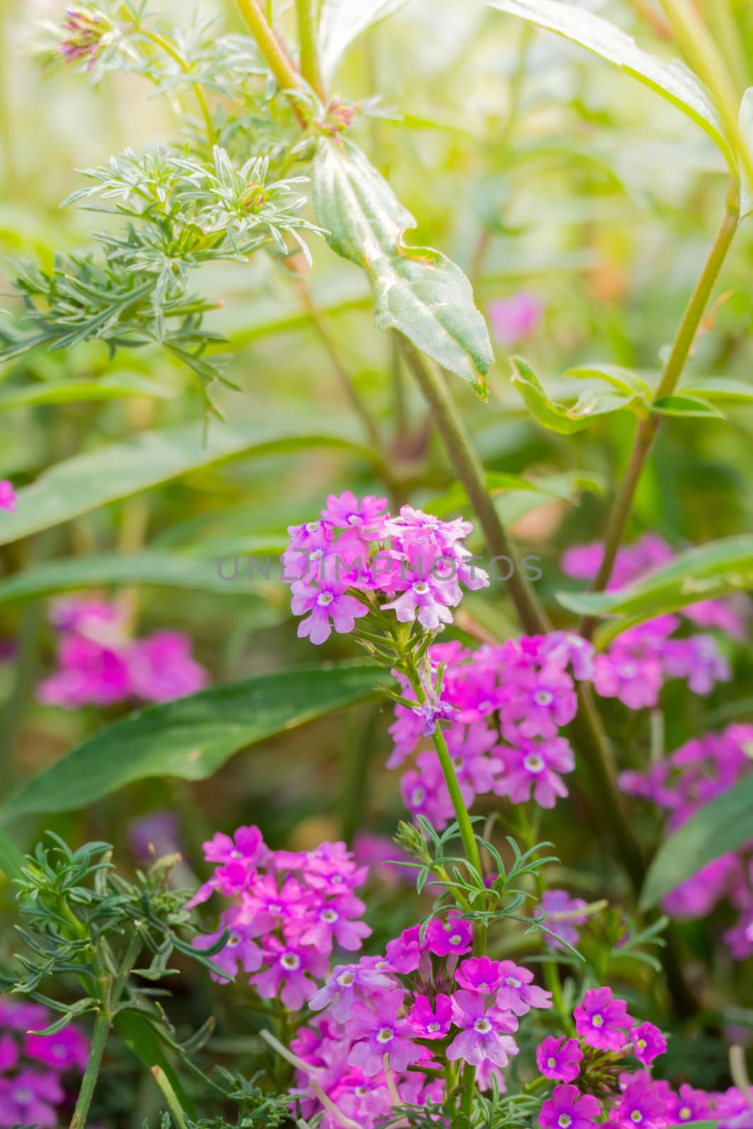 The background image of the colorful flowers by teerawit