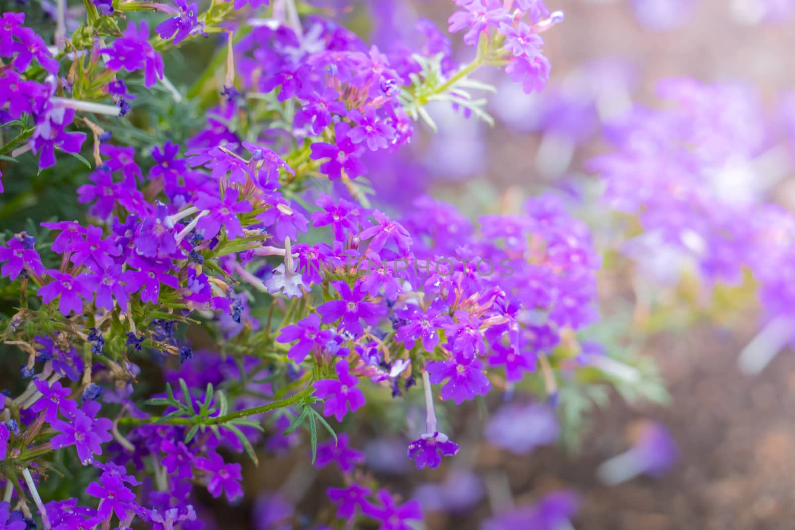 The background image of the colorful flowers by teerawit