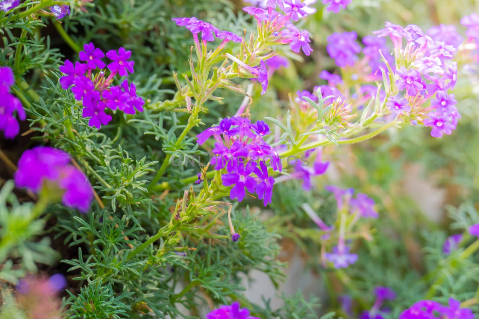 The background image of the colorful flowers by teerawit