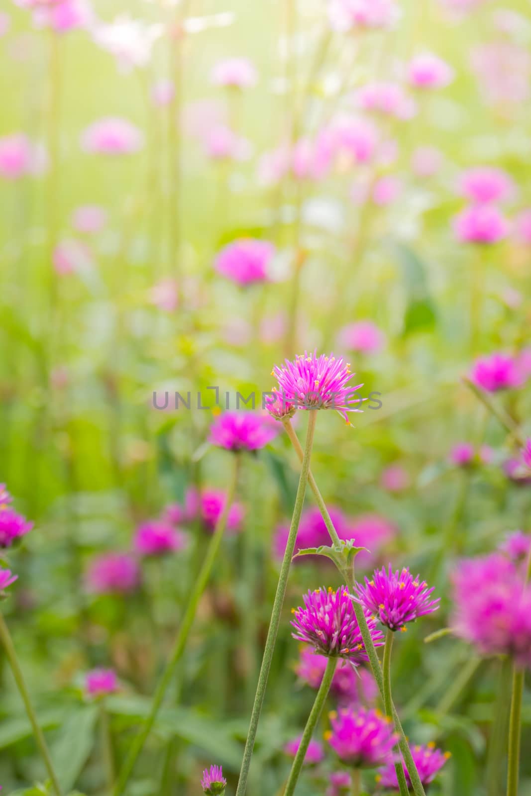 The background image of the colorful flowers by teerawit