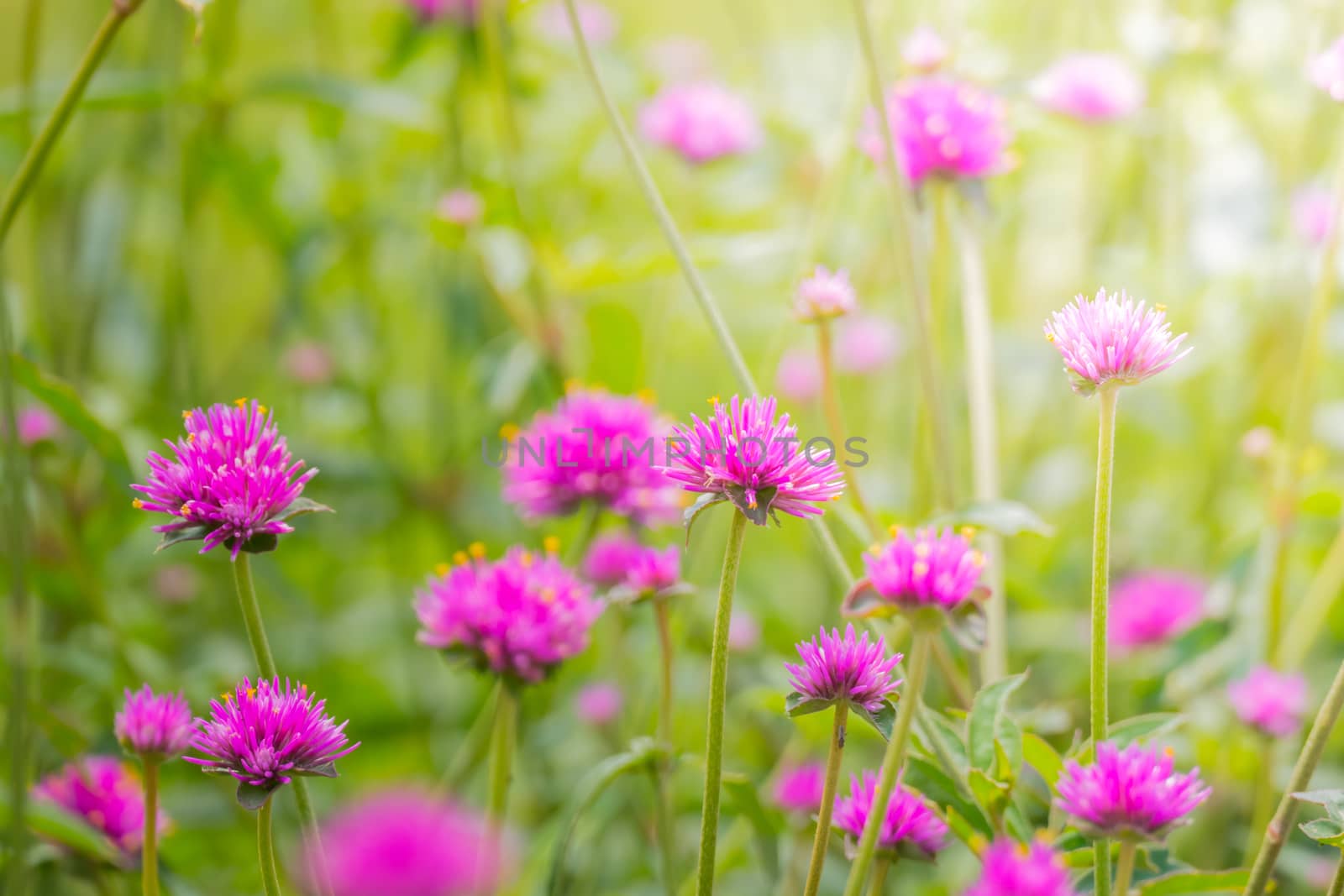 The background image of the colorful flowers by teerawit