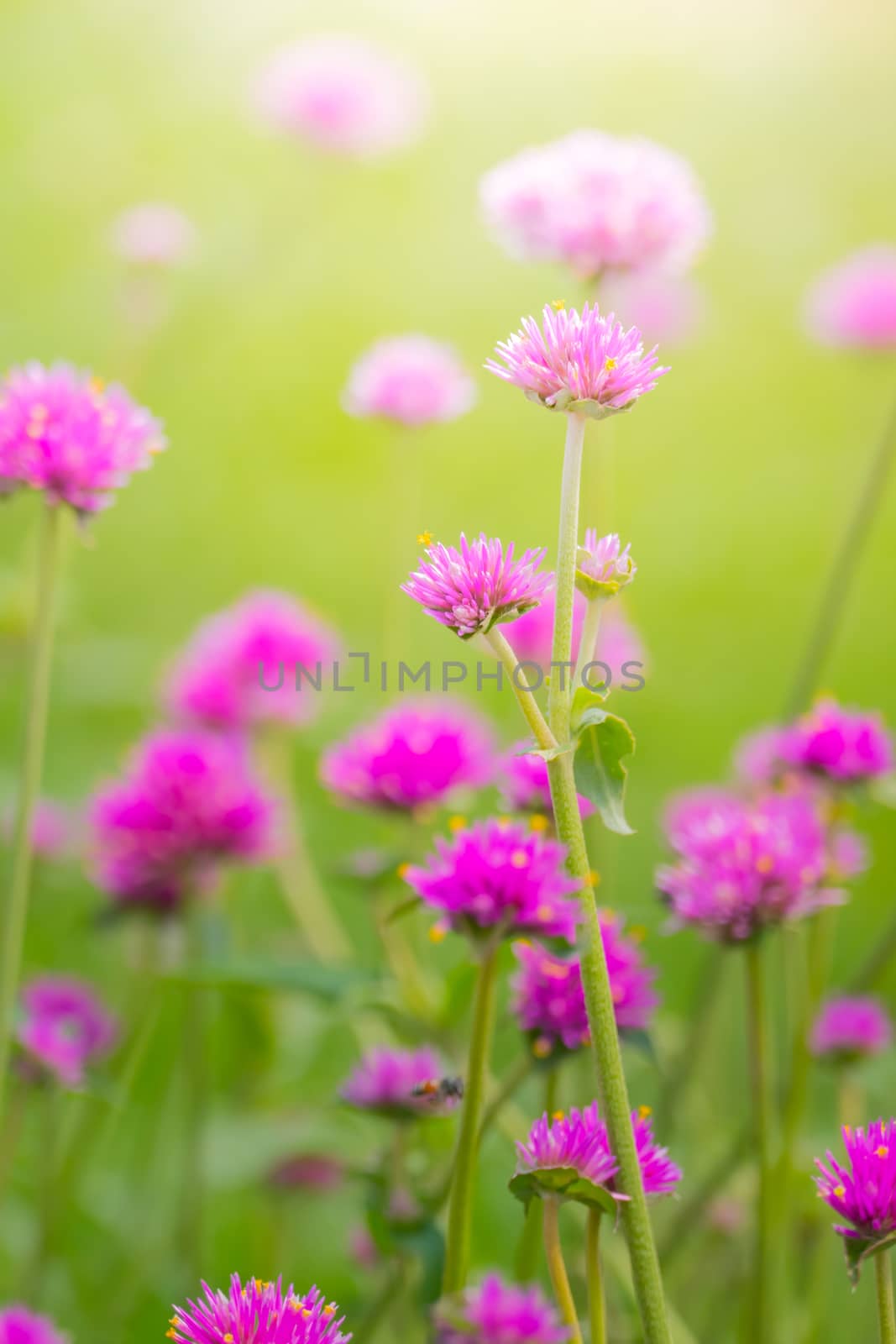 The background image of the colorful flowers by teerawit