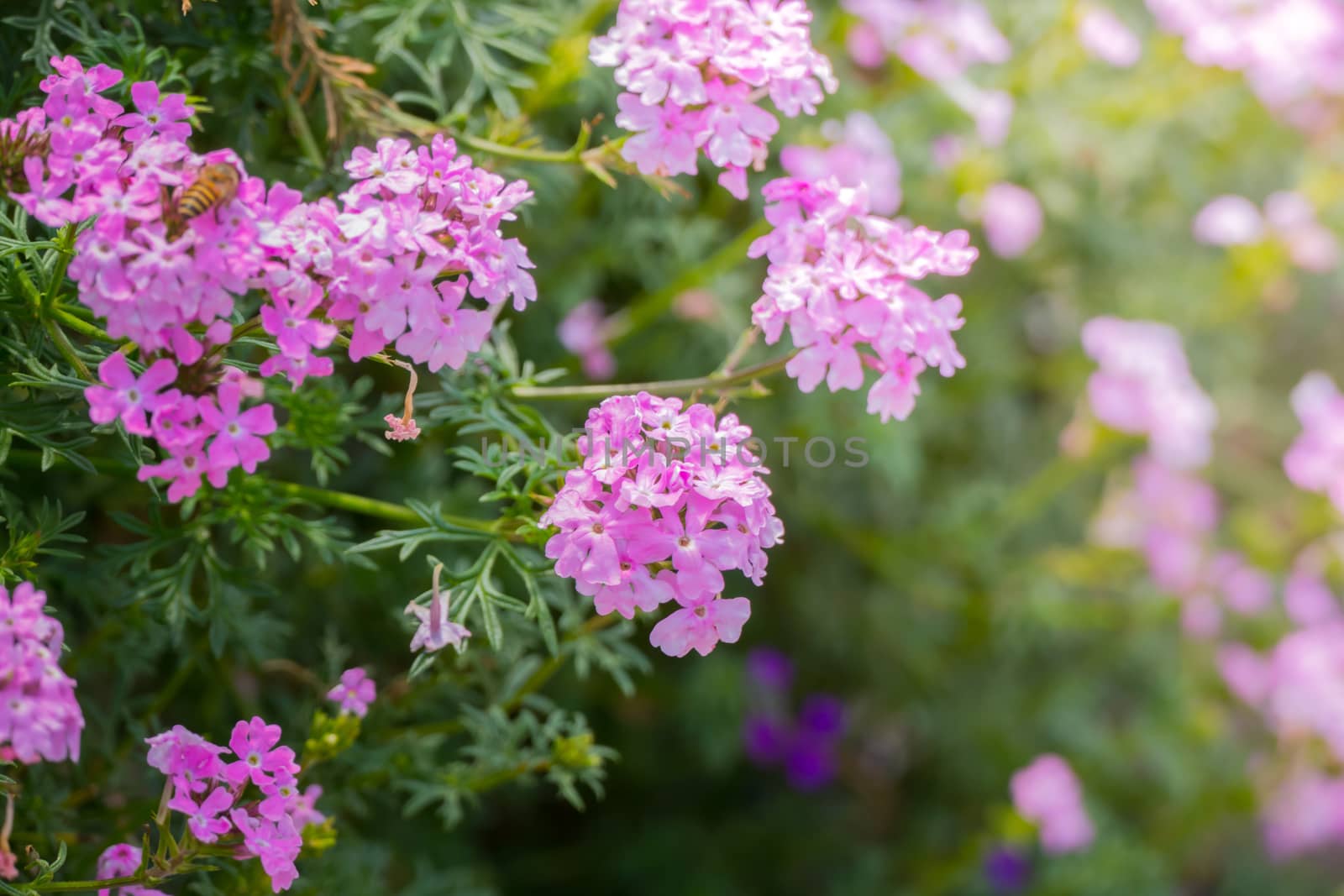 The background image of the colorful flowers by teerawit