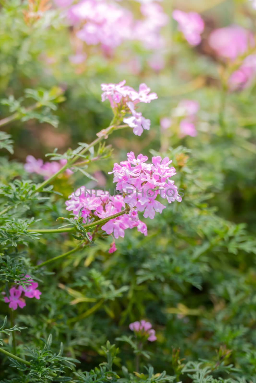 The background image of the colorful flowers by teerawit