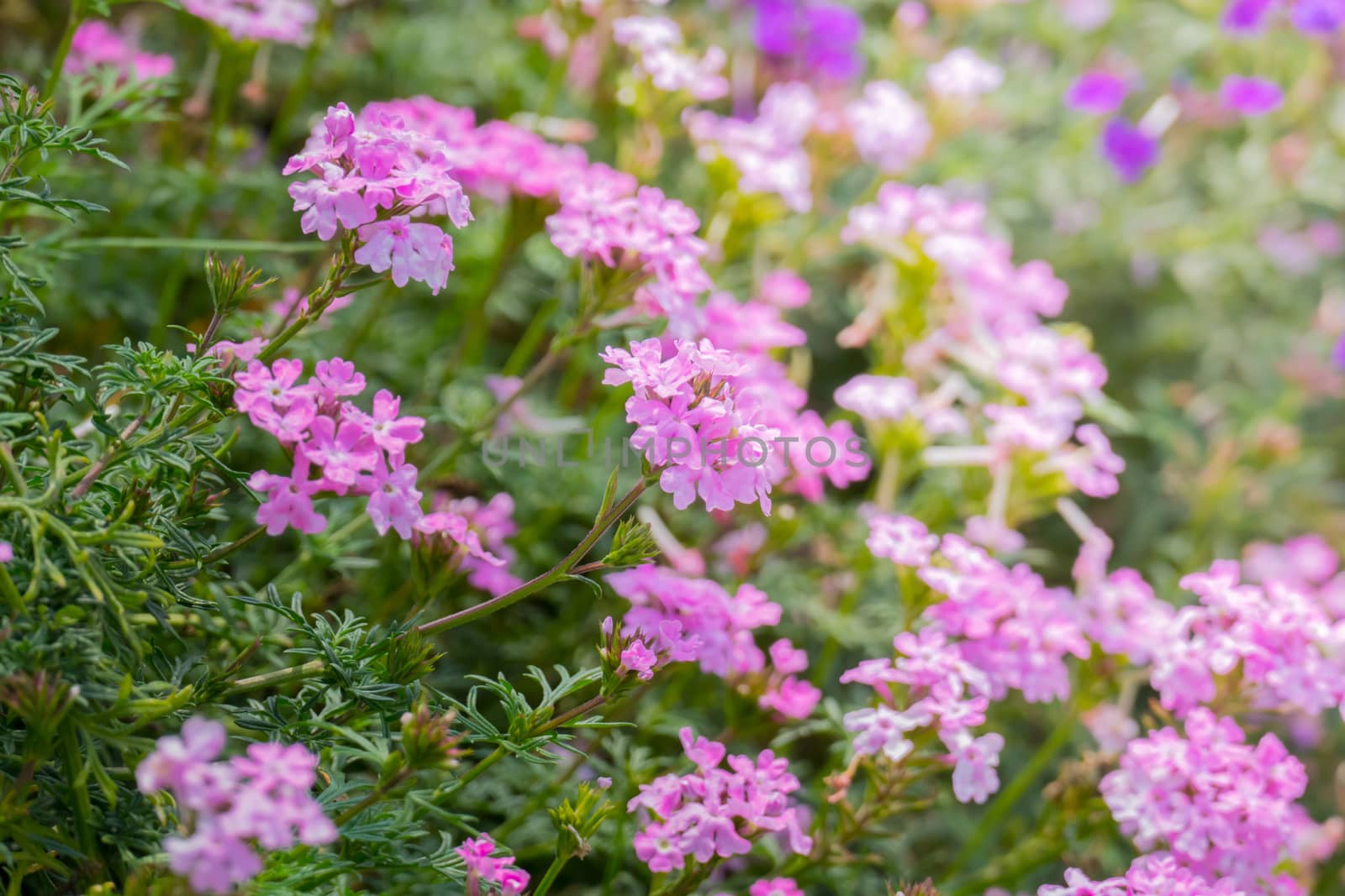 The background image of the colorful flowers, background nature