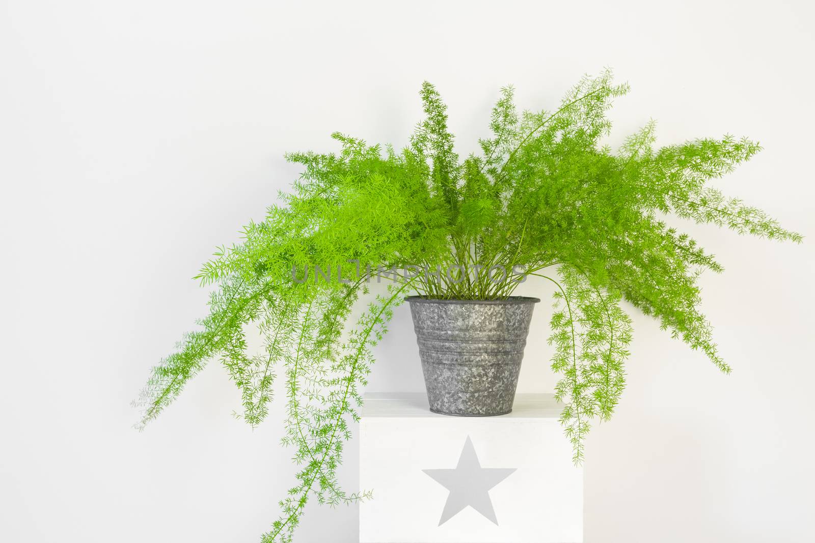 Beautiful plant, asparagus fern in a zinc pot. Asparagus Setaceus.