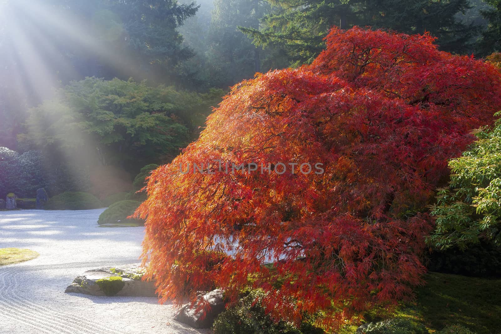 Sun Rays over Old Japanese Maple Tree by Davidgn