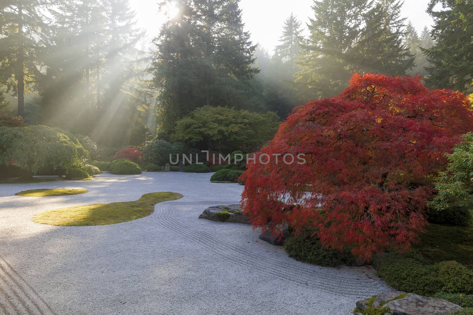 Sun rays over flat sand garden with old Jaoanese Red Lace Leaf Maple Tree during fall season