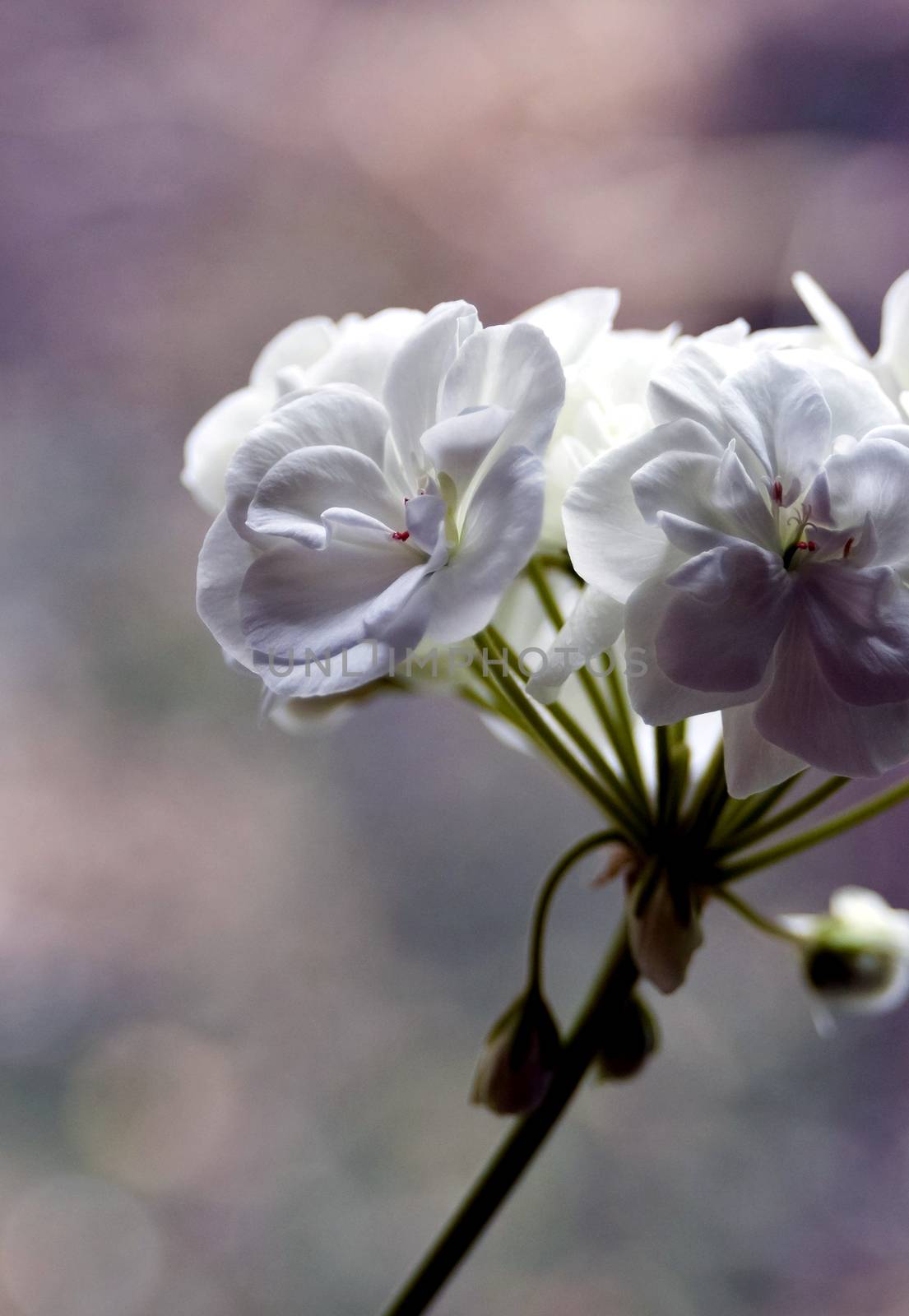 white geranium flower, just bloomed, flowers on the windowsill