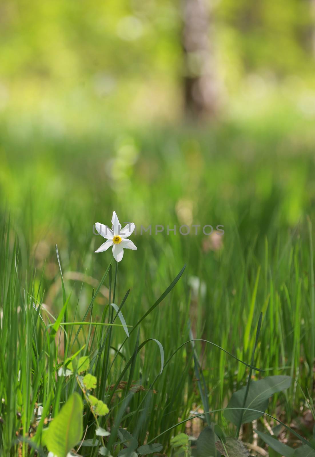 wild daffodils on field by mady70