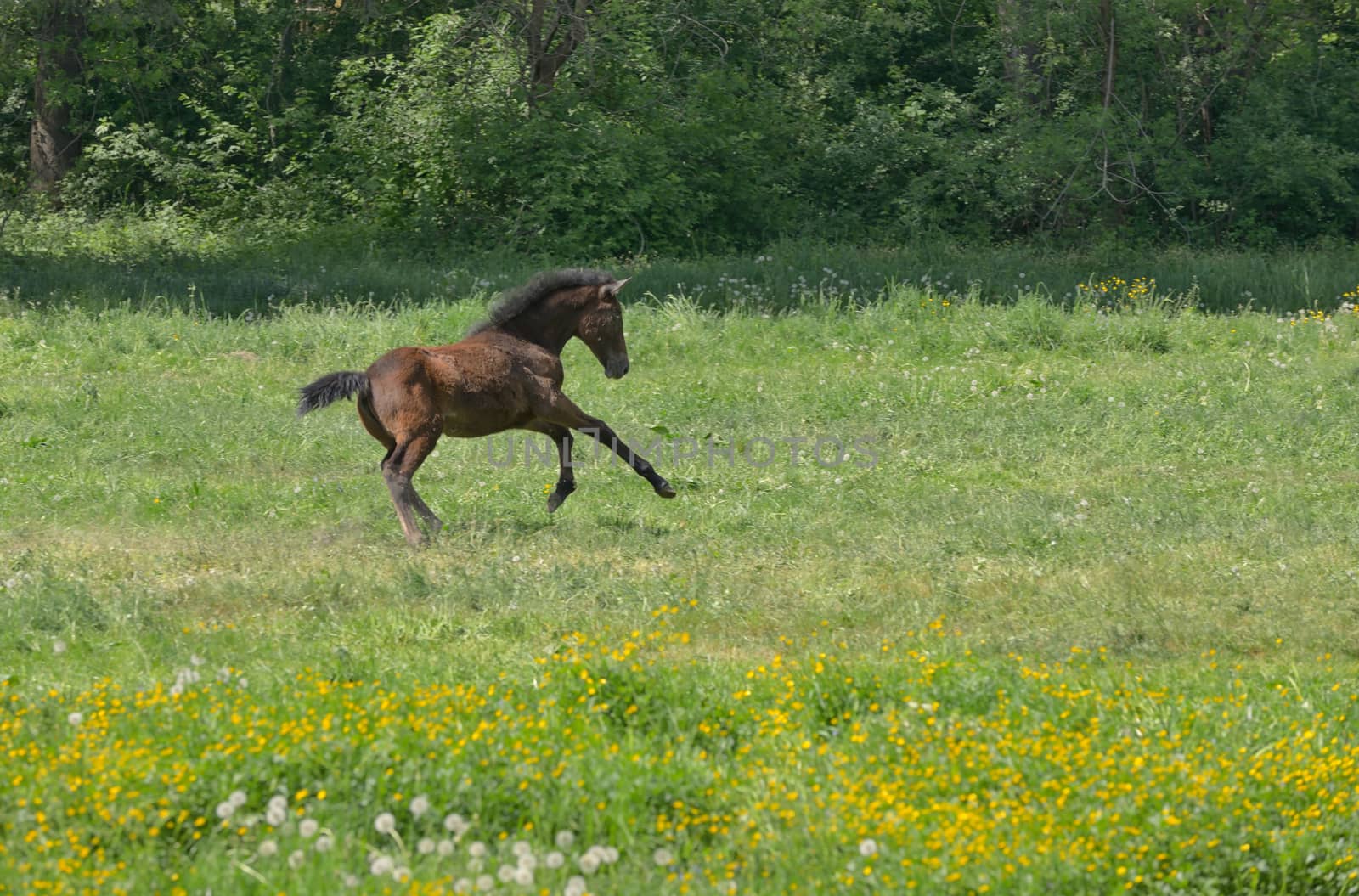 Foal run on a spring pasture