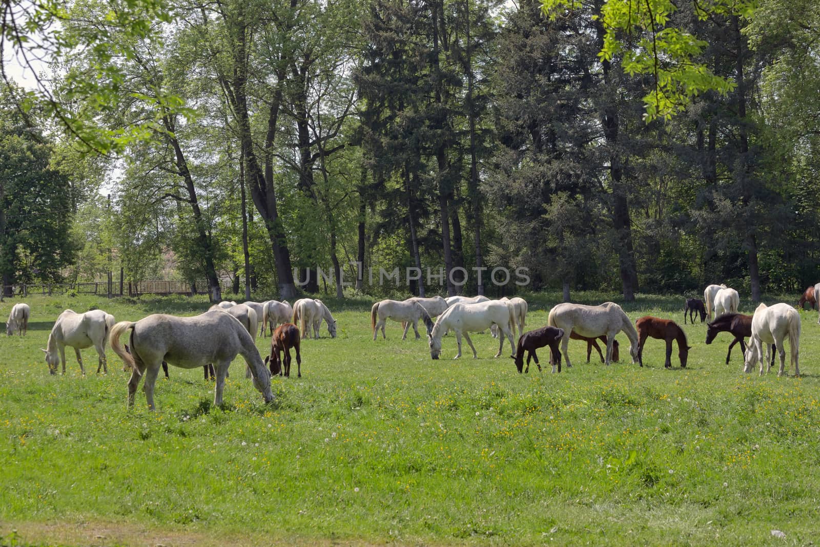 Herd of horses on the spring by mady70