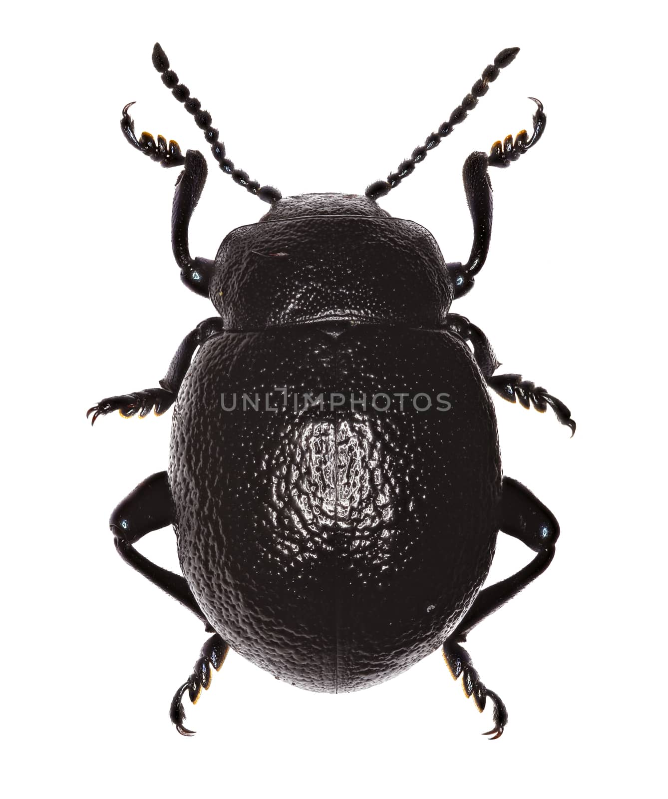 Bloody-Nosed Beetle on white Background  -  Timarcha montana (Fairmaire, 1873)
