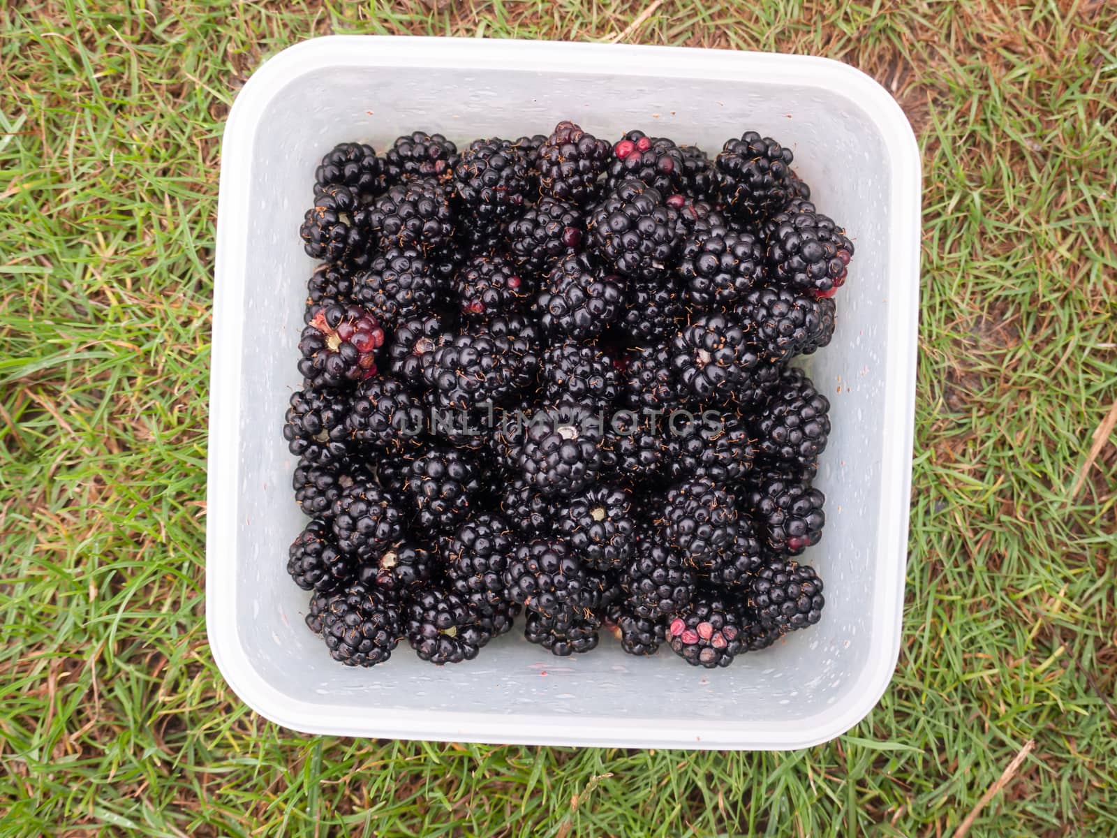 freshly picked blackberries in a tub on grass; Essex; UK